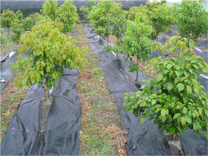 防草布(园艺地布)